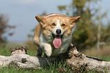 CORGI PEMBROKE 1018
